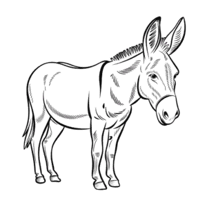 Makkelijke Tekening Realistische Ezel